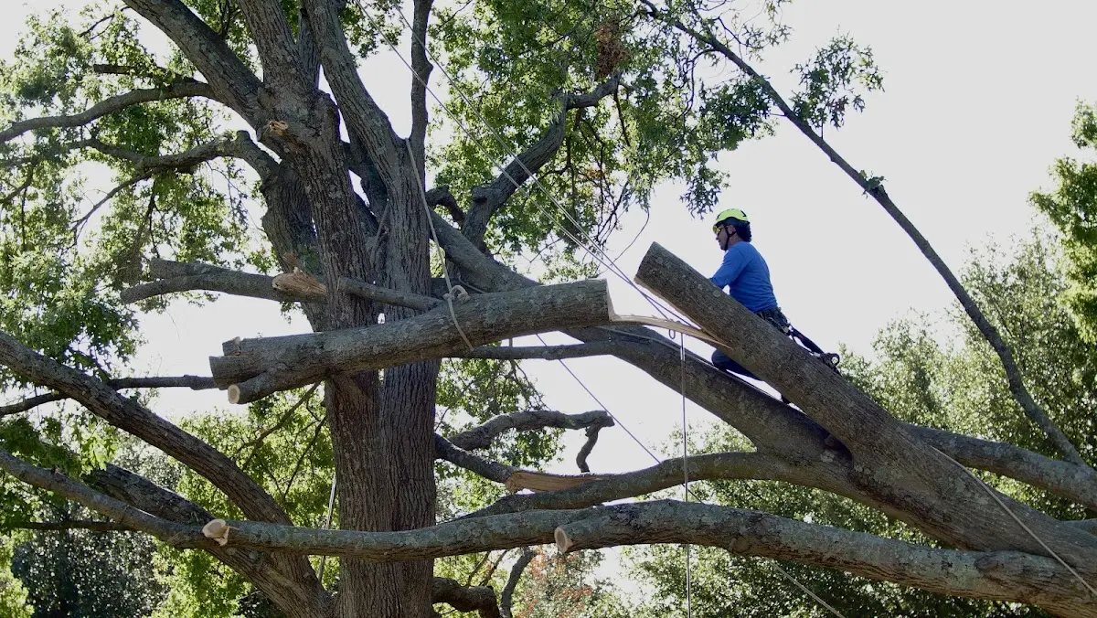 Professional Crown Thinning performed by certified arborists in Jamesville