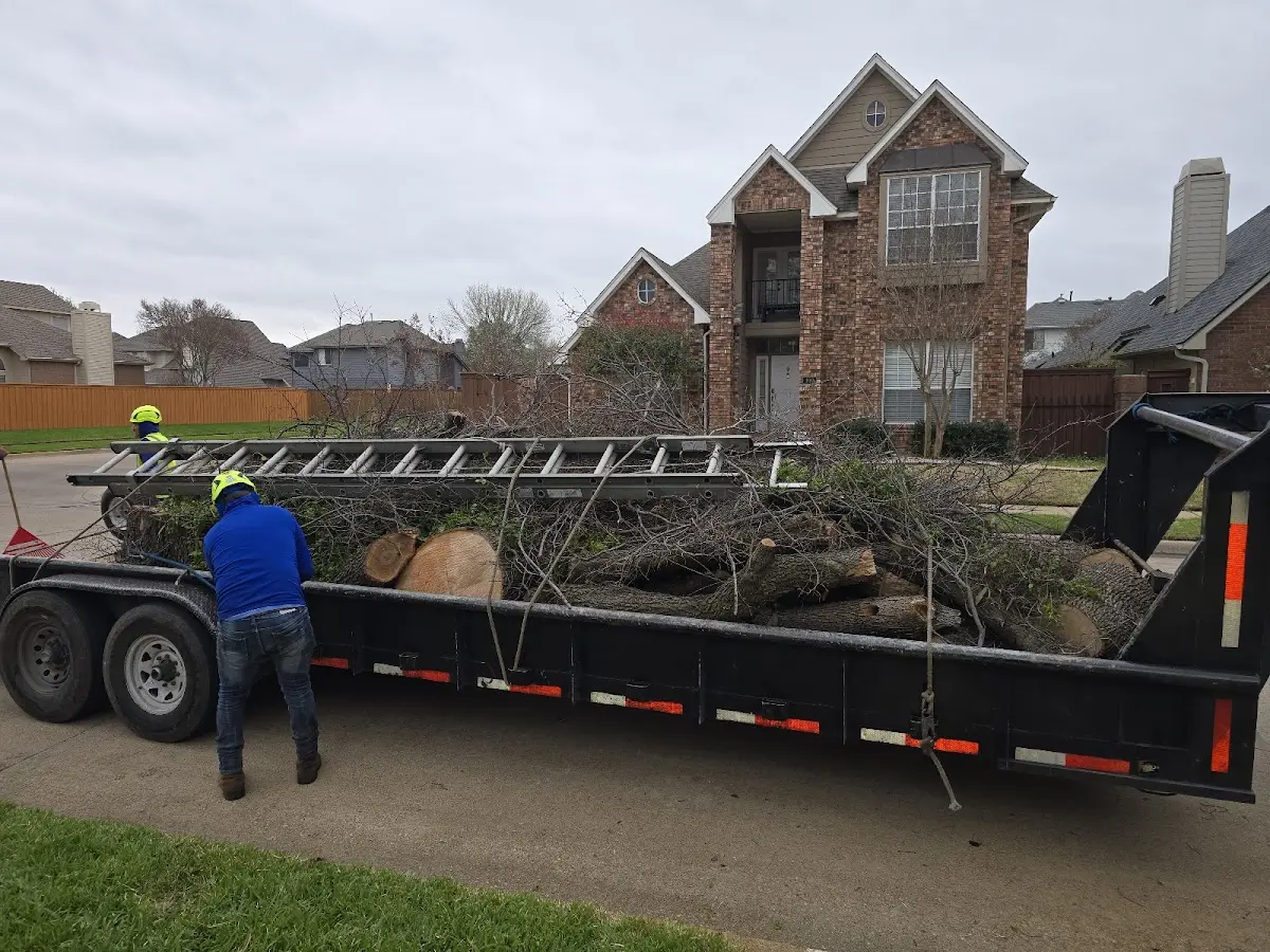 Expert Tree Removal with proper safety equipment in Jamesville